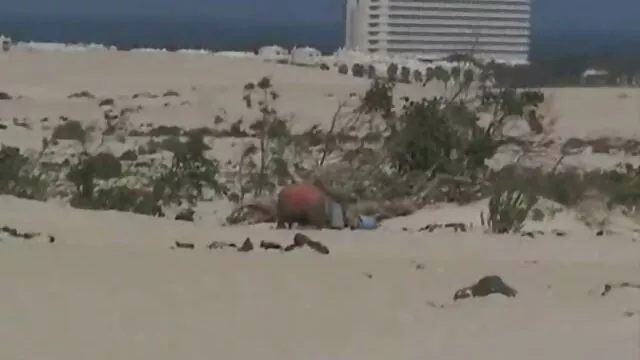 وضعت يدان خلف الظهر وكمامة على الأرض ، من وراء عضوية السكس الاجنبى المترجم في الحمار ، مدسوس لعصيان